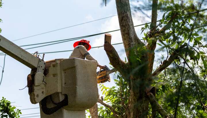 Tree care and maintenance services in Las Cruces