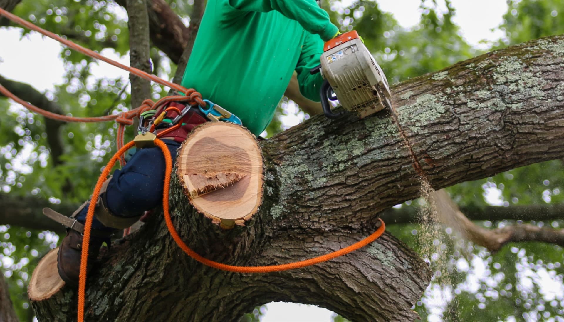 Relax with Las Cruces best tree removal.