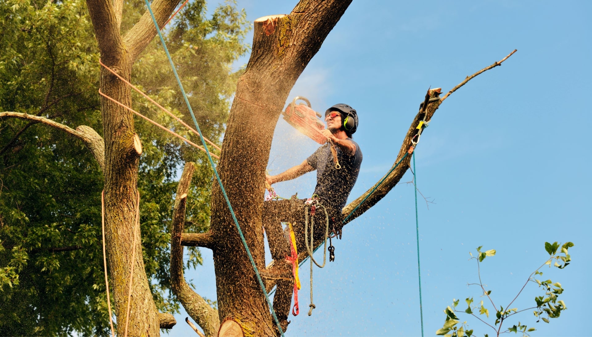 Las Cruces tree removal experts solve tree issues.
