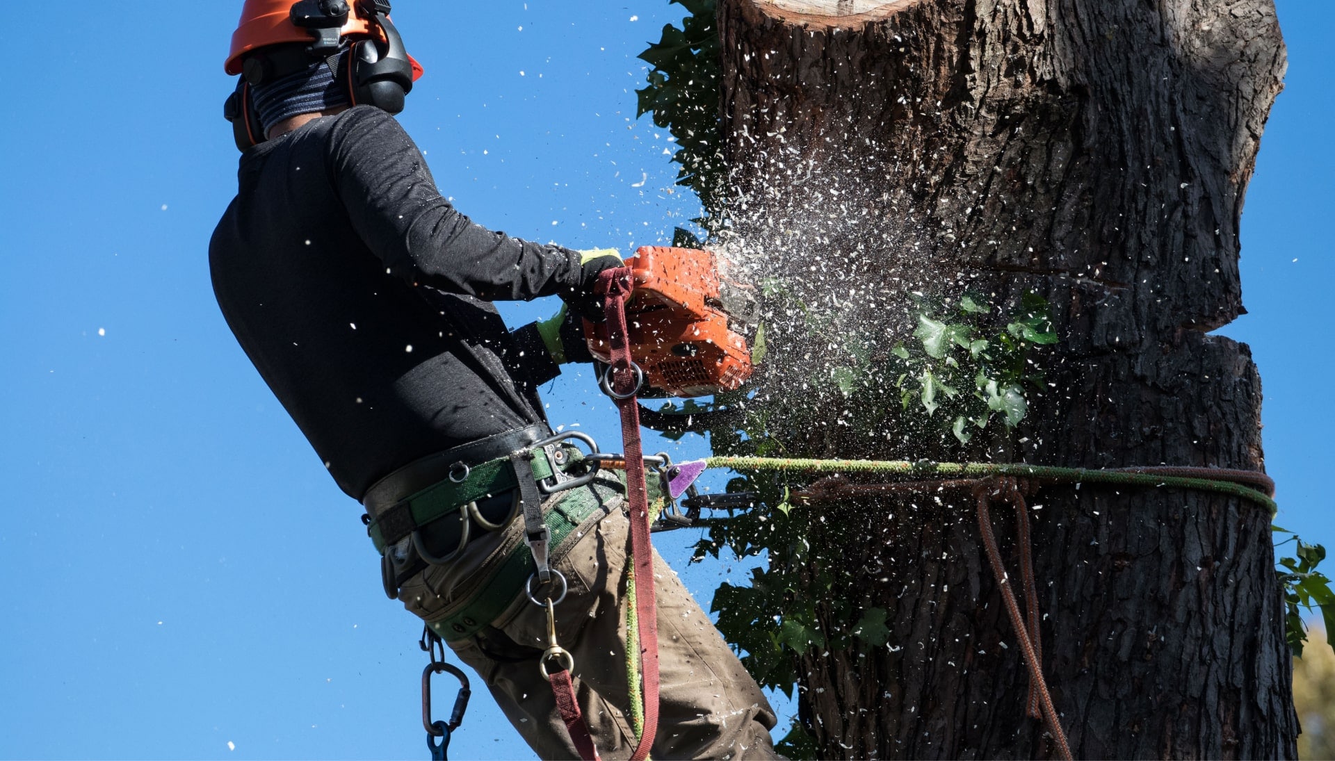 Professional Tree removal solutions in Las Cruces
