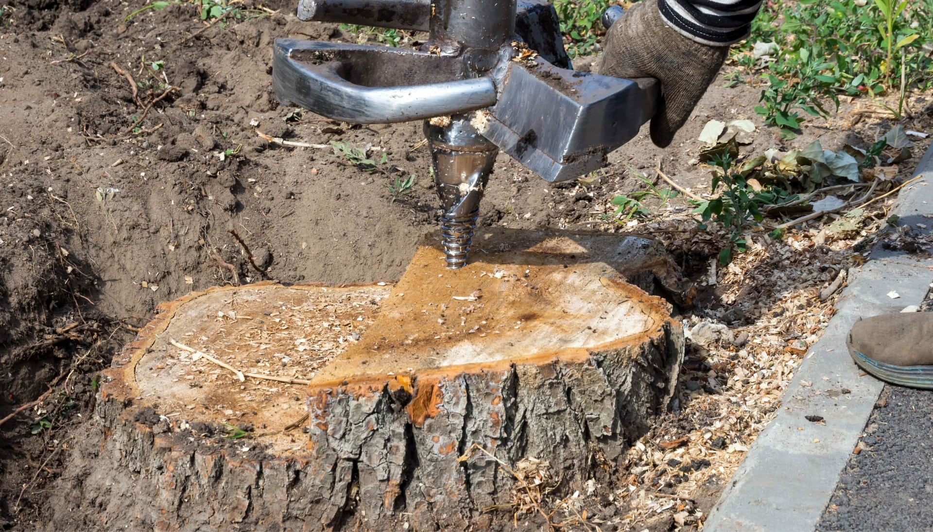 Las Cruces Tree stump removal